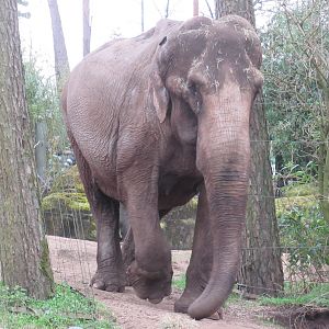 03-2023 Asian Elephant 'Pinky'