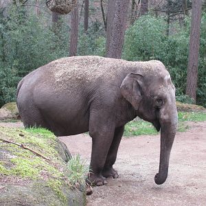 03-2023 Asian Elephant 'Seba'