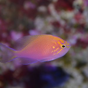 Hawkfish anthias (Serranocirrhitus latus)