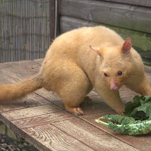 Tasmanian Golden Brush-tailed Possum at Hamerton, 18th March 2023