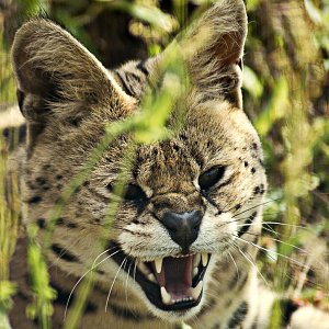 Serval - Wildkatzenzentrum Felidae 2022