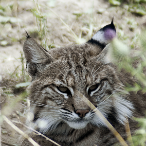 Bobcat - Wildkatzenzentrum Felidae 2022