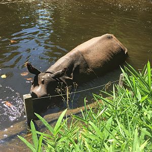 2022 - Tropical Asia - Indian Rhinoceros