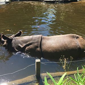 2022 - Tropical Asia - Indian Rhinoceros