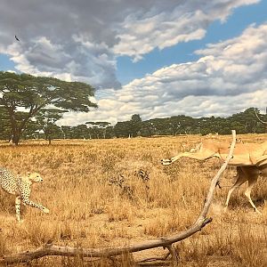 Cheetah and Impala Diorama