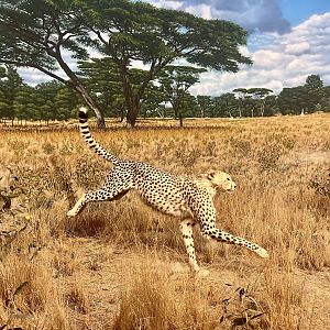 Cheetah