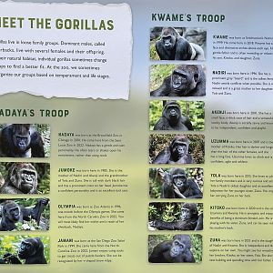 Meet the Gorillas - updated sign