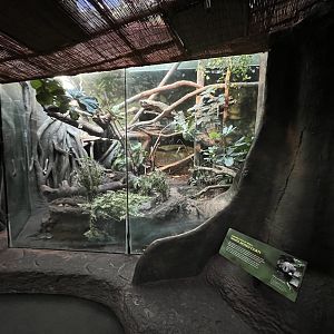 White-nosed Coati Exhibit