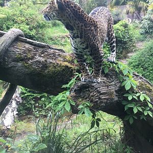 Tropical Rainforest - Jaguar