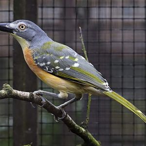 Grey-headed bushshrike (Malaconotus blanchoti)