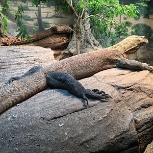 Komodo Dragon
