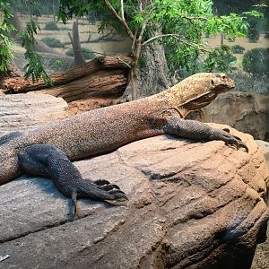 Komodo Dragon
