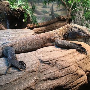 Komodo Dragon