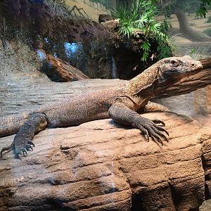Komodo Dragon