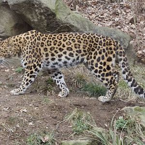 Amur Leopard/ Panthera pardus orientalis