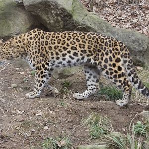 Amur Leopard/ Panthera pardus orientalis