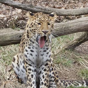 Amur Leopard/ Panthera pardus orientalis
