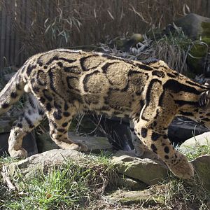 Clouded Leopard/ Neofelis nebulosa