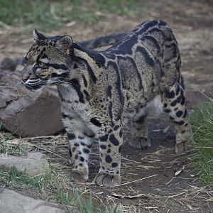 Clouded Leopard/ Neofelis nebulosa