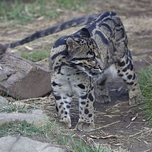 Clouded Leopard/ Neofelis nebulosa