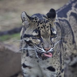 Clouded Leopard/ Neofelis nebulosa