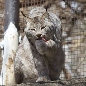Canada Lynx/ Lynx canadensis