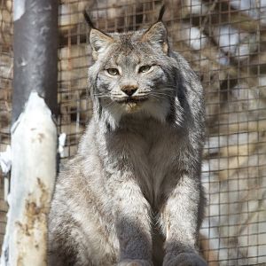 Canada Lynx/ Lynx canadensis