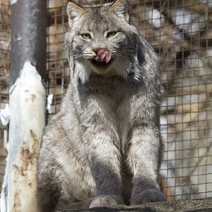 Canada Lynx/ Lynx canadensis
