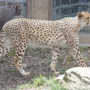 Cheetah/ Acinonyx jubatus
