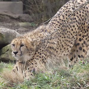 Cheetah/ Acinonyx jubatus