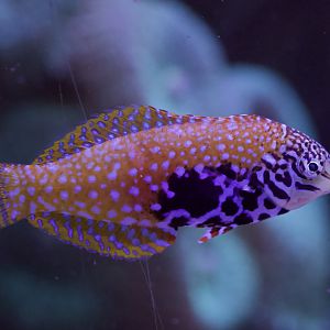 Blackspotted Wrasse/ Macropharyngodon meleagris