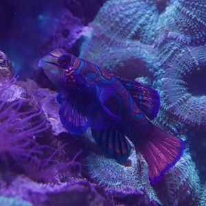 Mandarin Goby/ Synchiropus splendidus