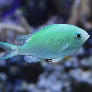 Blue-Green Chromis/ Chromis virides