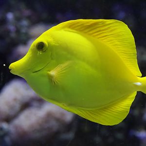 Yellow Tang/ Zebrasoma flavescens