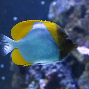 Pyramid Butterflyfish/ Hemitaurichthys polylepis