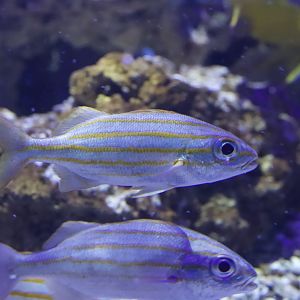 Haemulon squamipinna