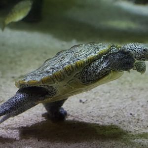 DIamondback Terrapin/ Malaclemys terrapin