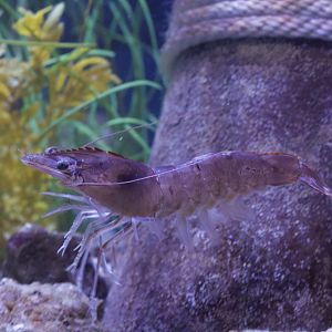 Whiteleg Shrimp/ Litopenaeus vannamei