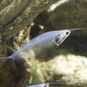 Glass Catfish/ Kryptopterus bicirrhis