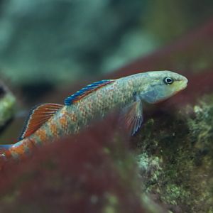 Rainbow Darter/ Etheostoma caeruleum