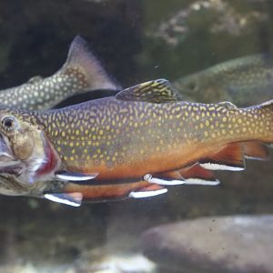 Brook Trout/ Salvelinus fontinalis