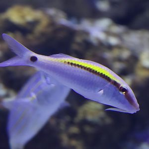 Dash-And-Dot Goatfish/ Parupeneus barberinus