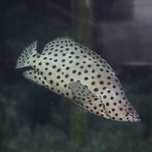 Panther Grouper/ Cromileptes altivelis