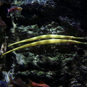 Short-tailed pipefish/ Microphis brachyurus