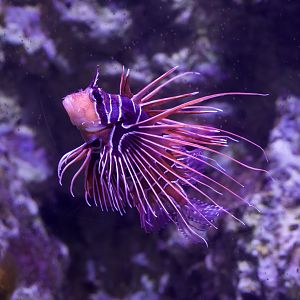 Clearfin lionfish/ Pterois radiata