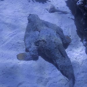 Longnose Batfish/ Ogcocephalus corniger