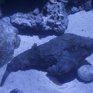Longnose Batfish/ Ogcocephalus corniger