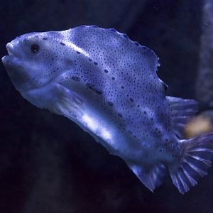 Atlantic Lumpfish/ Cyclopterus lumpus