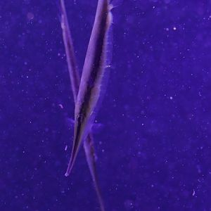 Coral Shrimpfish/ Aeoliscus strigatus