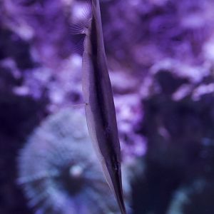 Coral Shrimpfish/ Aeoliscus strigatus